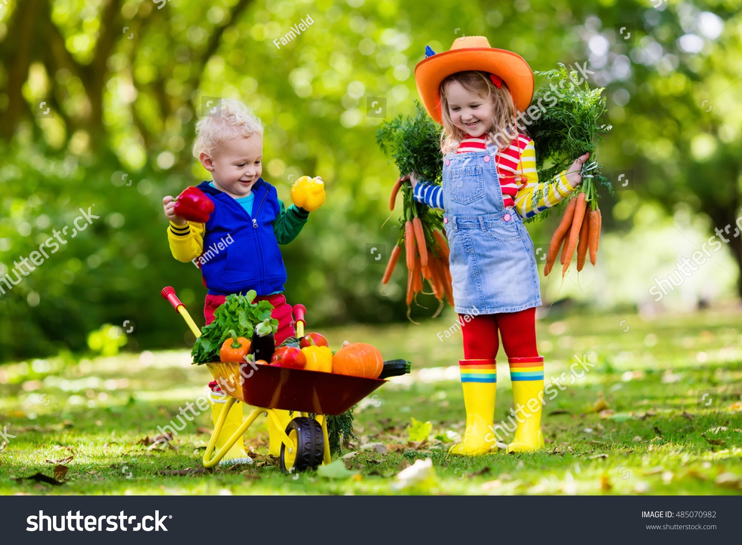 Two Children Picking Fresh Vegetables On Stock Photo 485070982 ...