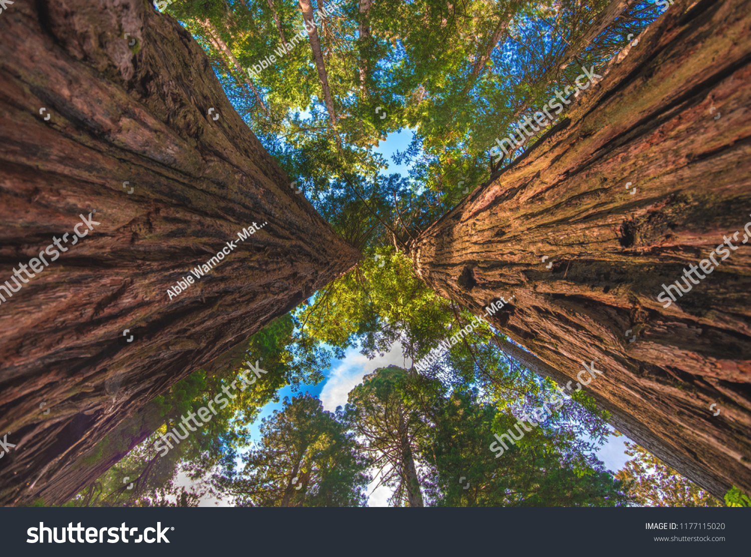 Two Coastal Redwood Trees Tower Upward Stock Photo Edit Now