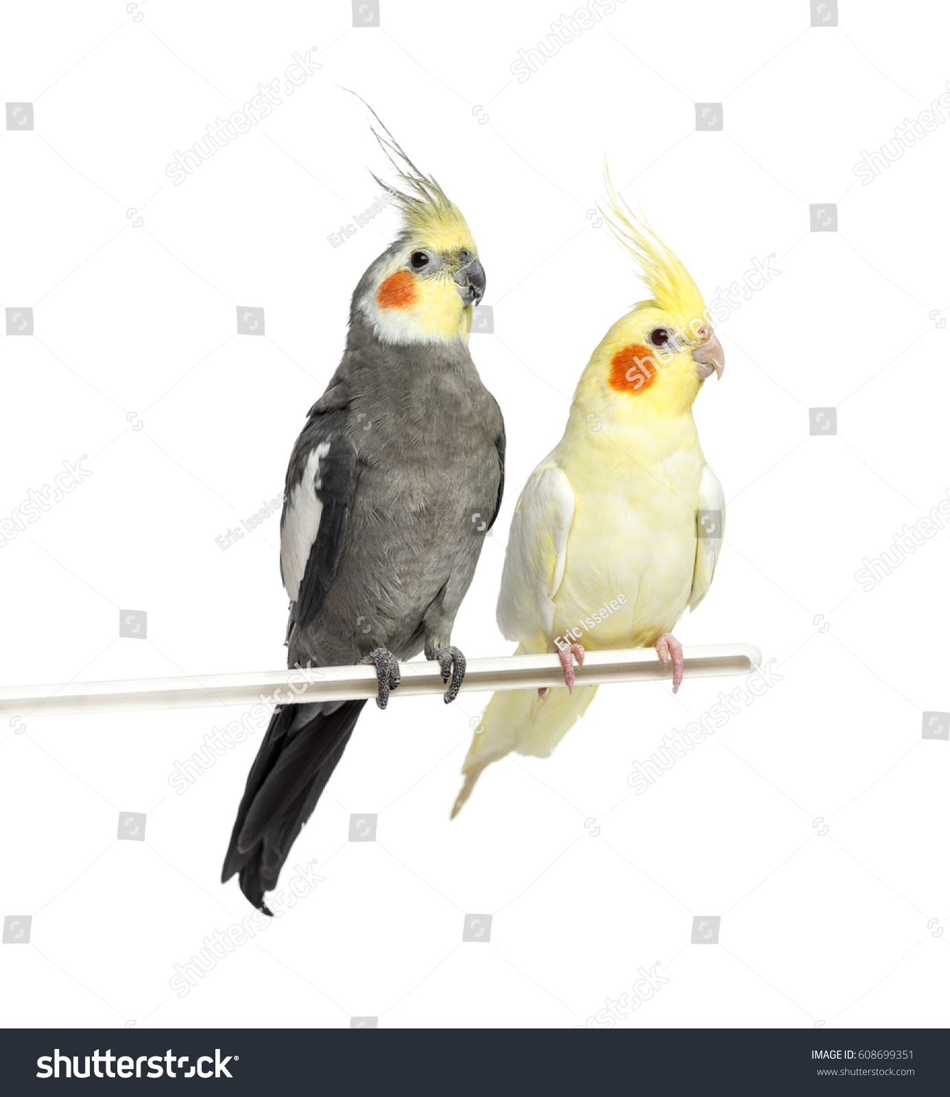 Two Cockatiel on a metal perch, isolated on white