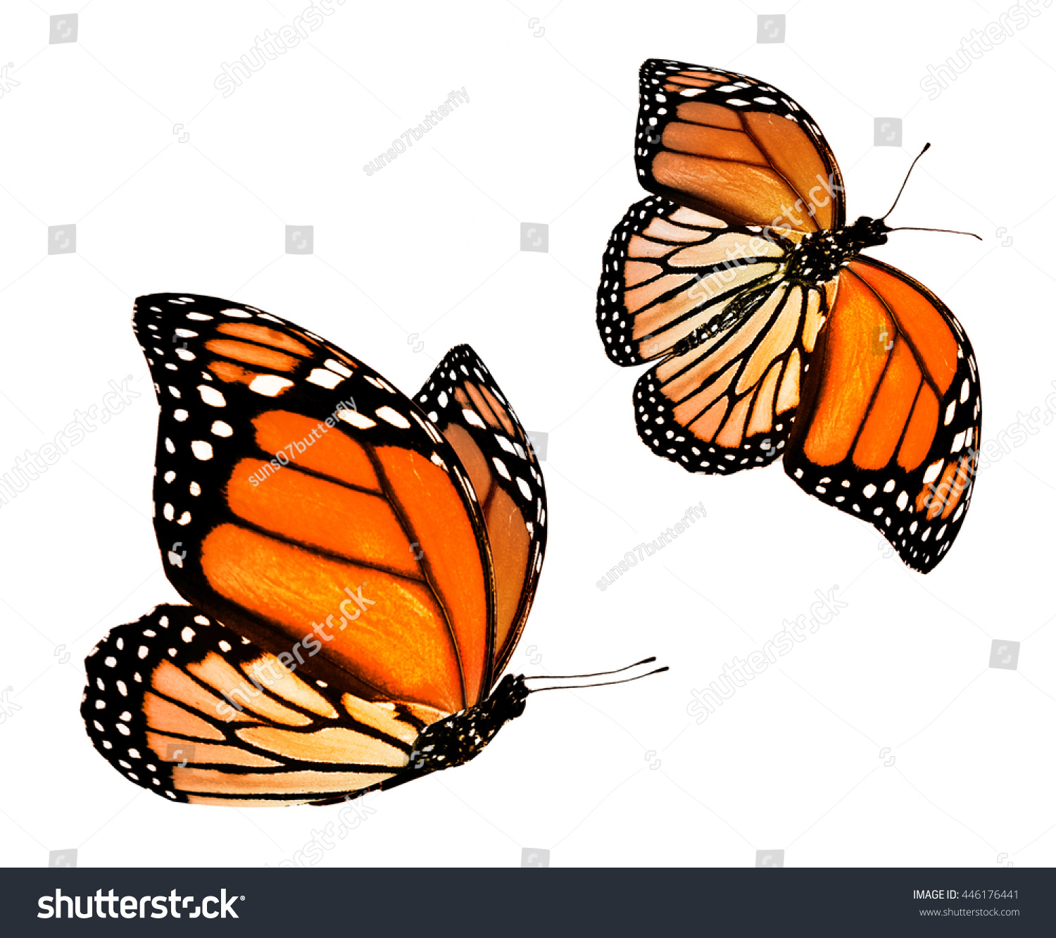 Two Color Butterfly, Isolated On White Stock Photo 446176441 : Shutterstock