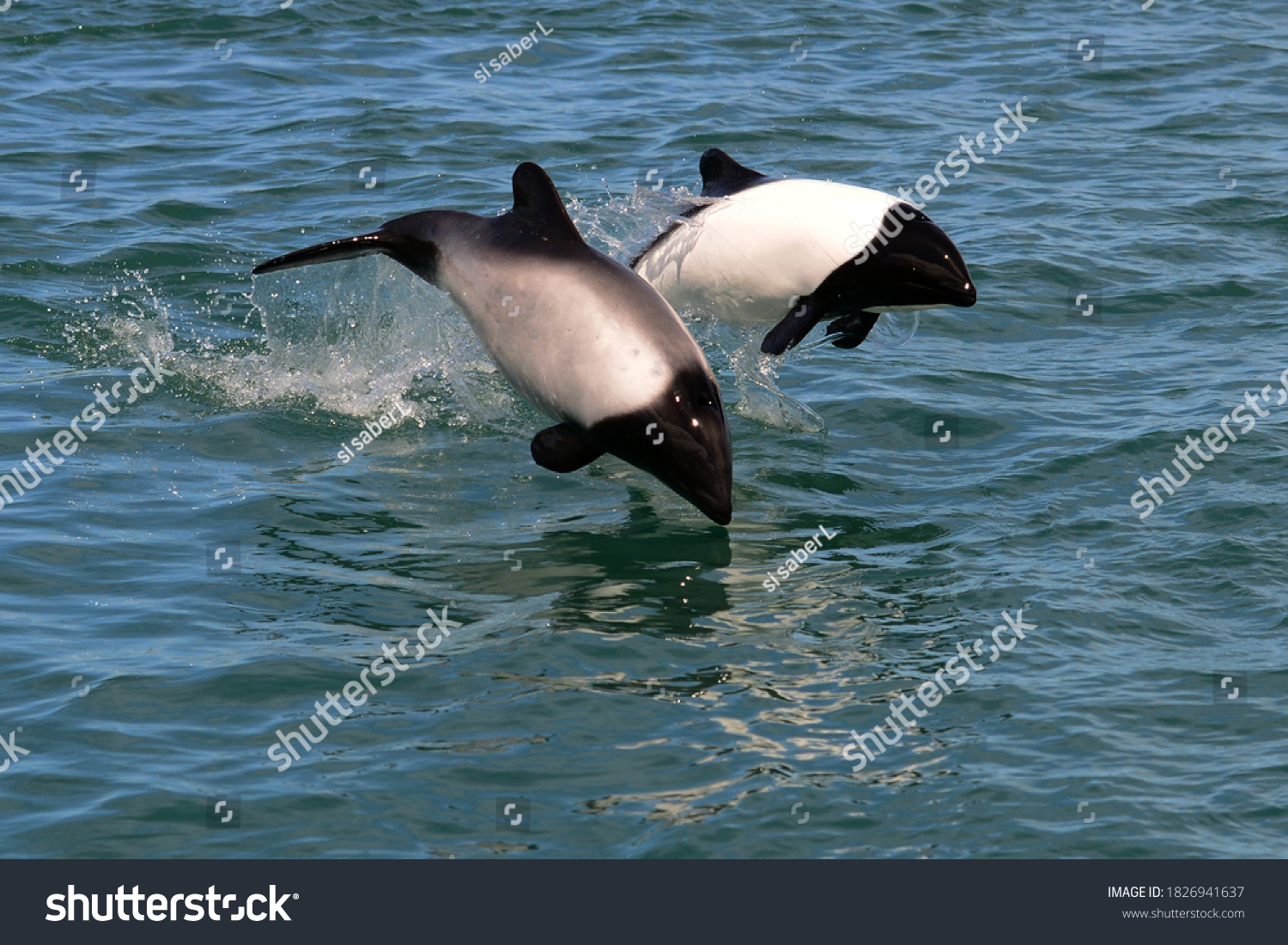 98 Commerson`s dolphin Images, Stock Photos & Vectors | Shutterstock