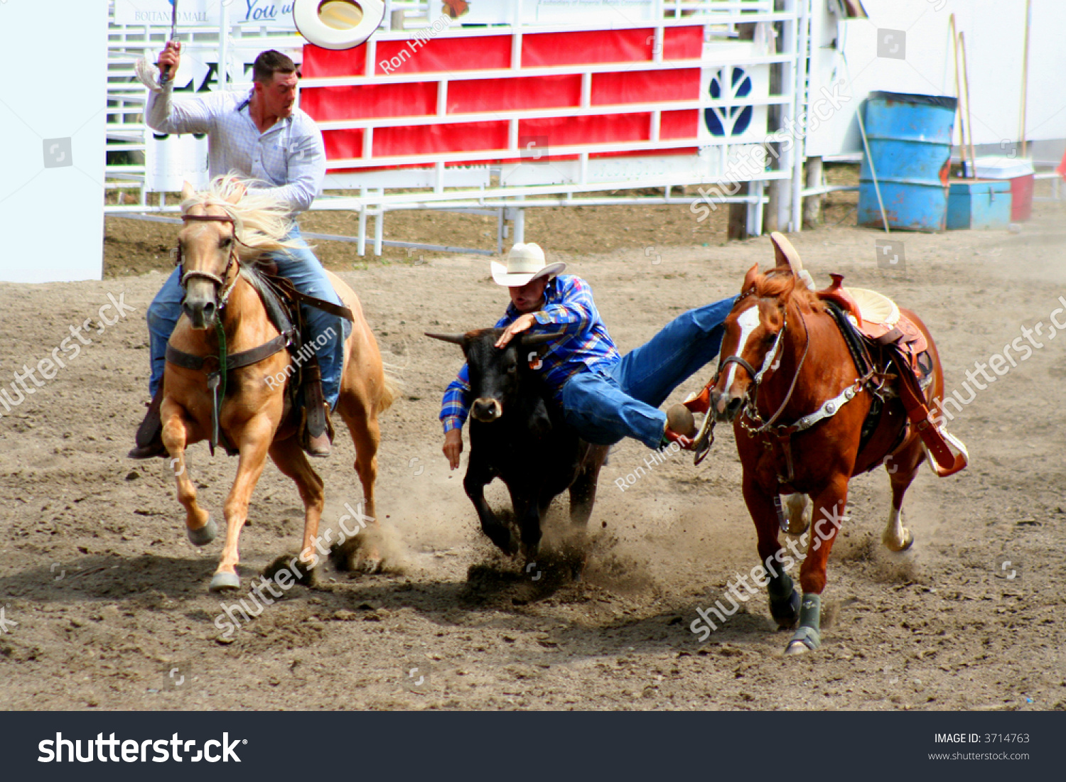 Two Cowboys Wrestling A Steer Stock Photo 3714763 : Shutterstock