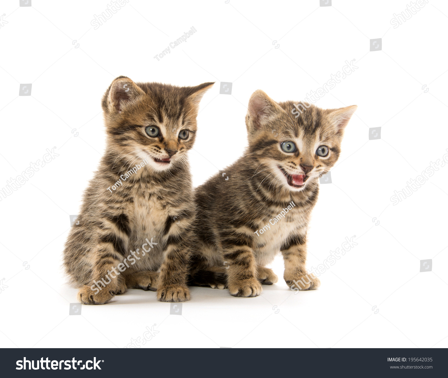 Two Cute Baby Tabby Kittens On White Background Stock ...