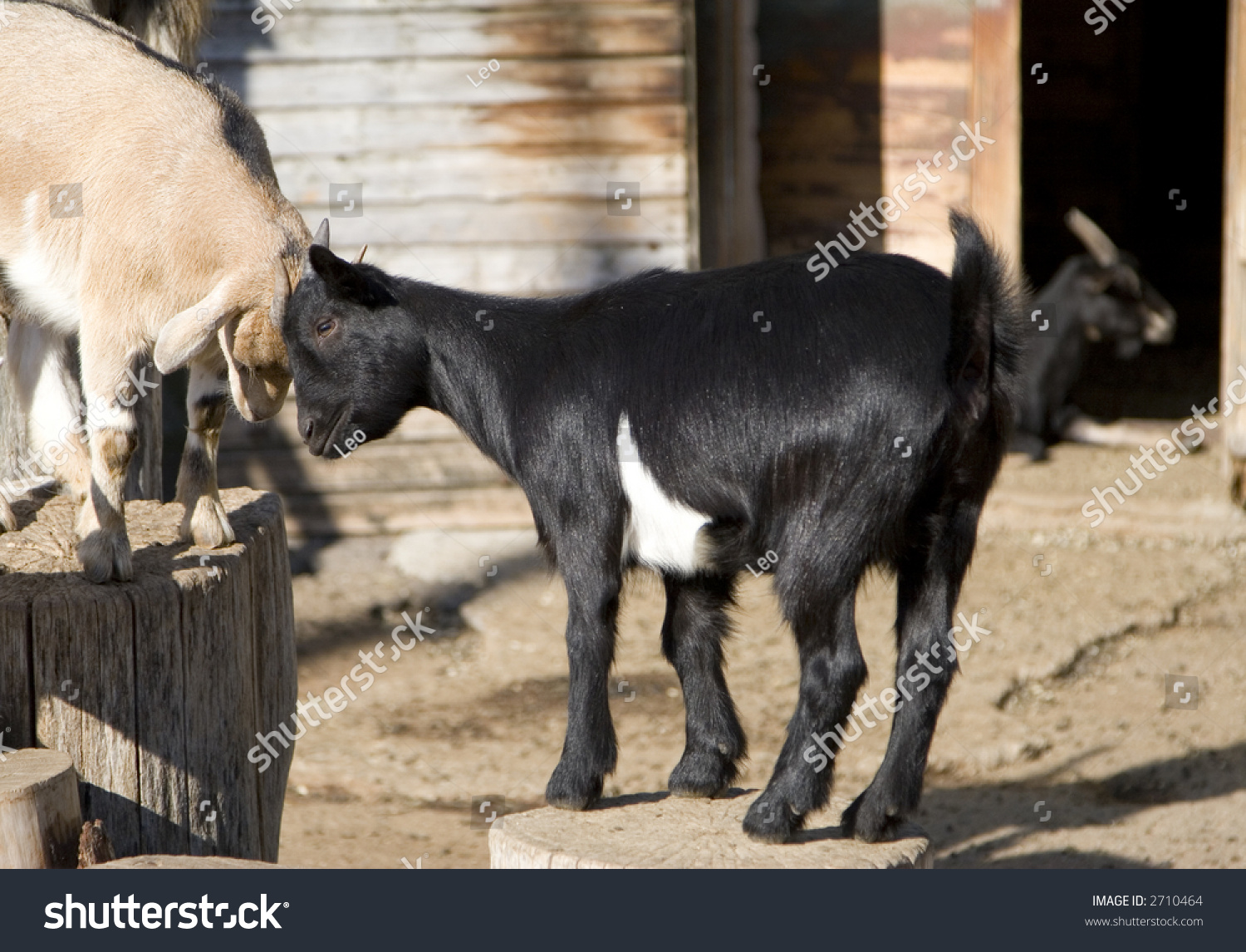 Two Cute Little Goats Butting Heads Stock Photo 2710464 - Shutterstock