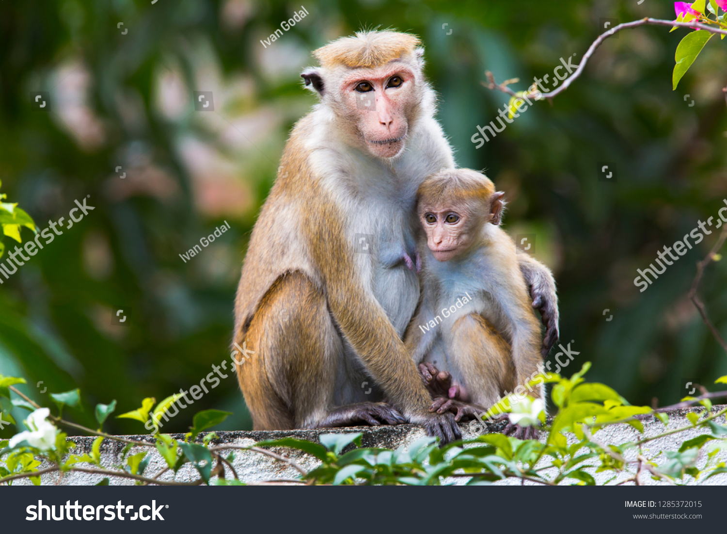 Two Cute Monkeys Macaca Sinica Sitting Stock Photo Edit Now 1285372015