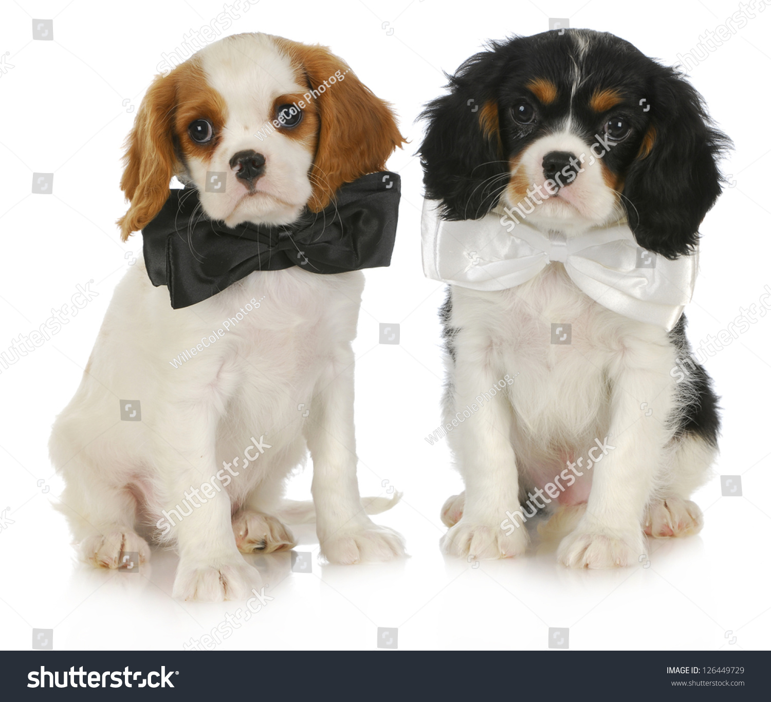 Two Cute Puppies Cavalier King Charles Stock Photo Edit Now