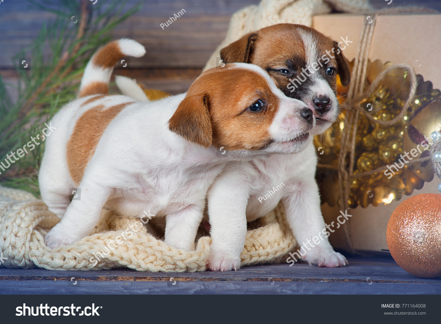 cute puppies jack russell