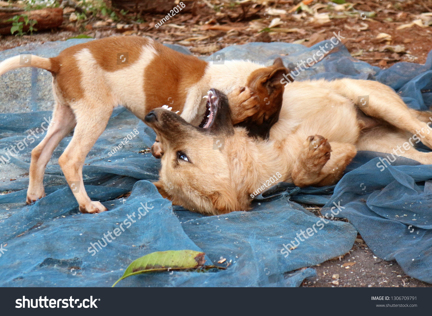 Two Dogs Biting Each Other Stock Photo Edit Now 1306709791