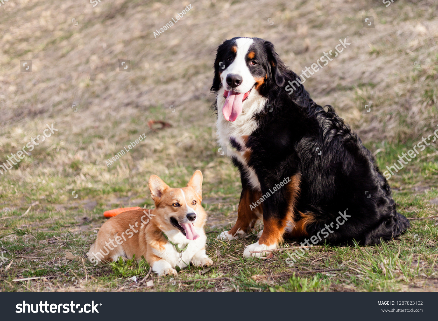 Two Dogs Big Small Bernese Mountain Animals Wildlife Stock Image 1287823102