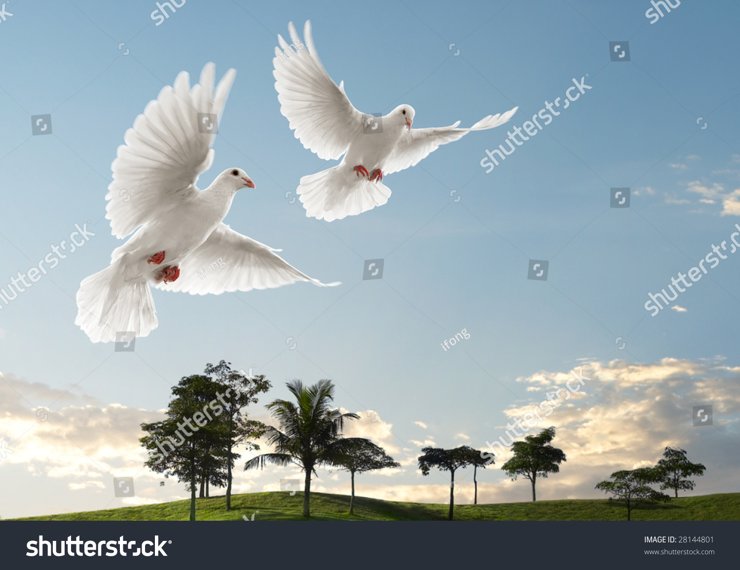 Two Doves Flying With Beautiful Nature Scenic Stock Photo 28144801