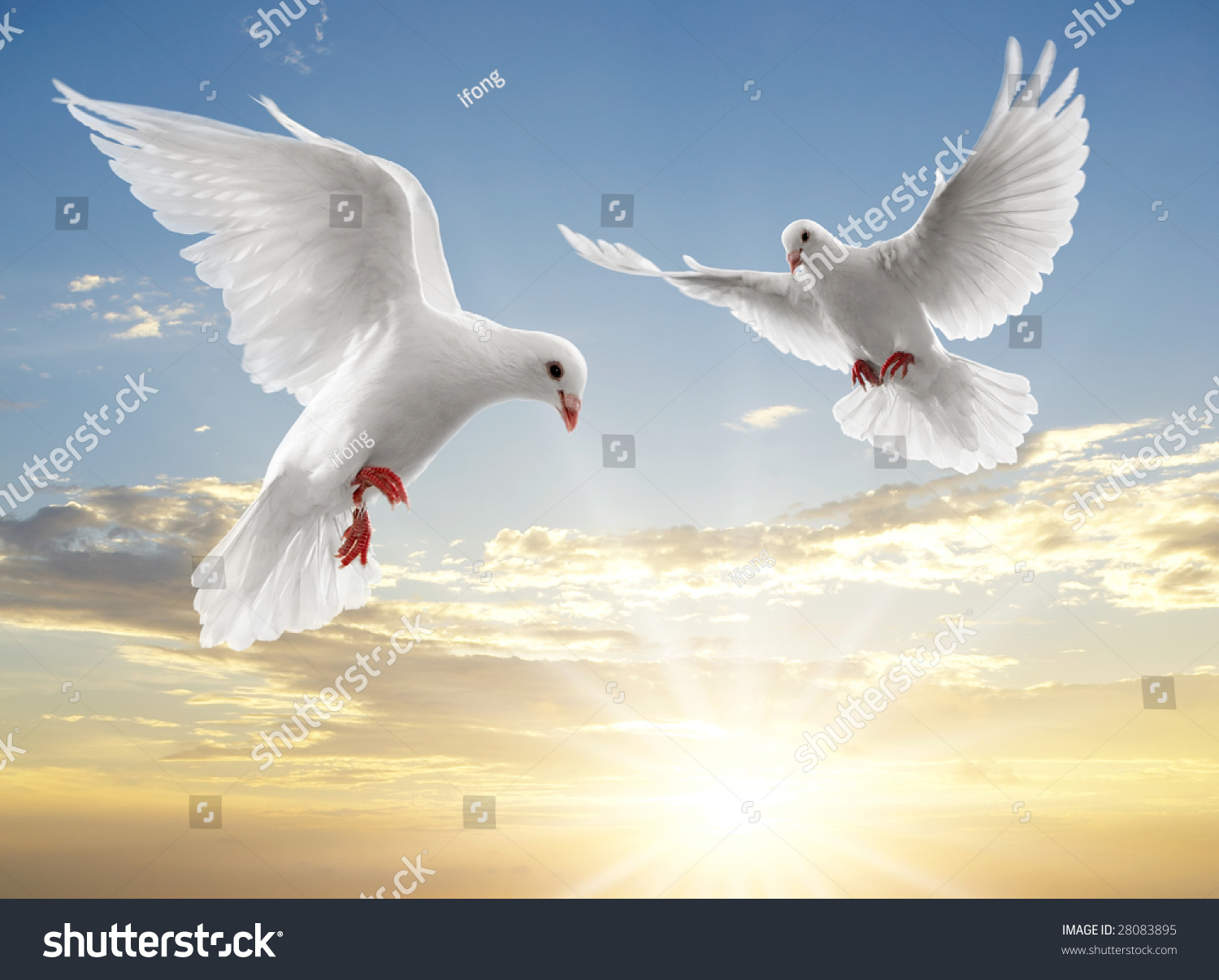 Two Doves Looking Down While Flying On Sky Stock Photo 28083895 ...