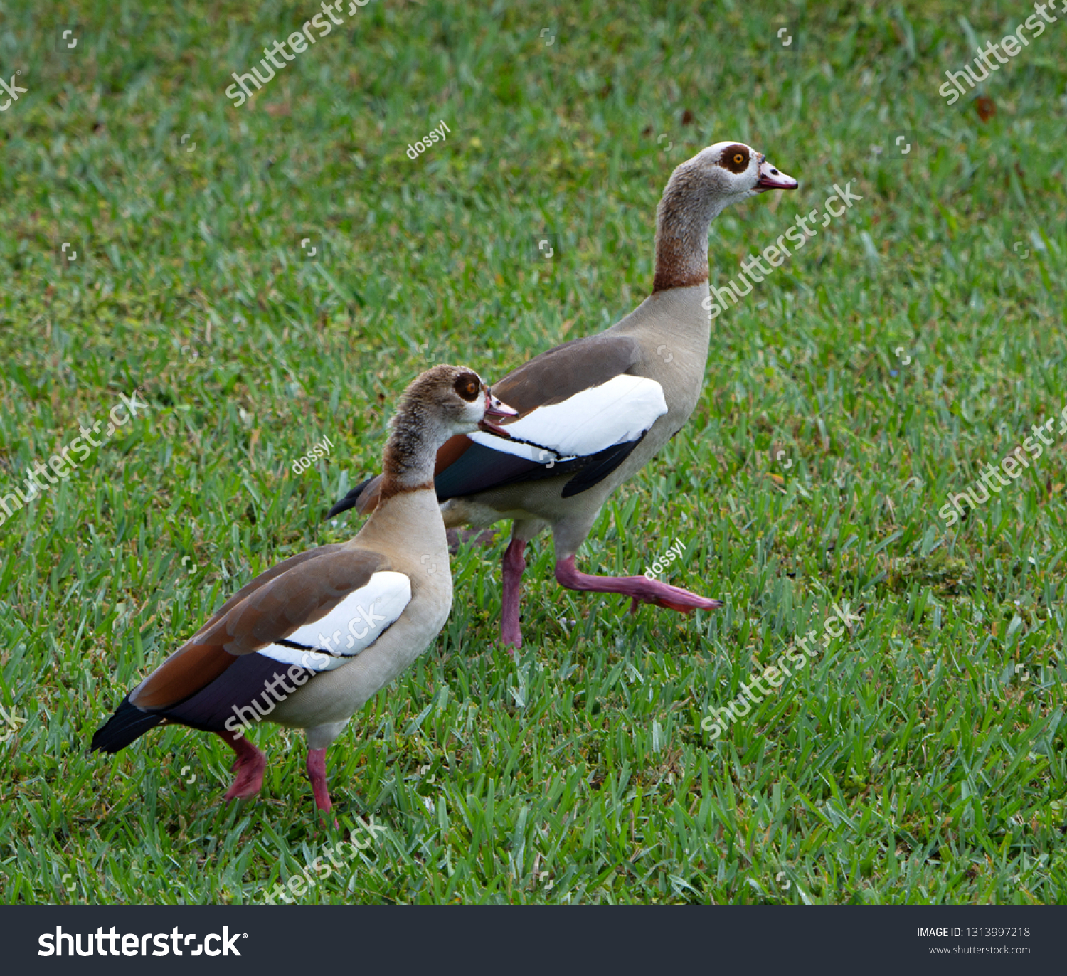 Two Egyptian Geese Male Female Buff Stock Photo Edit Now 1313997218