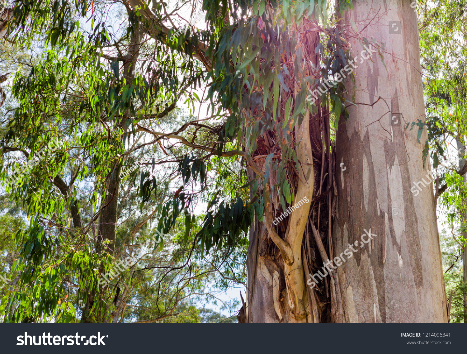 Two Eucalyptus Tree Trunks Low Angle Stock Photo Edit Now 1214096341