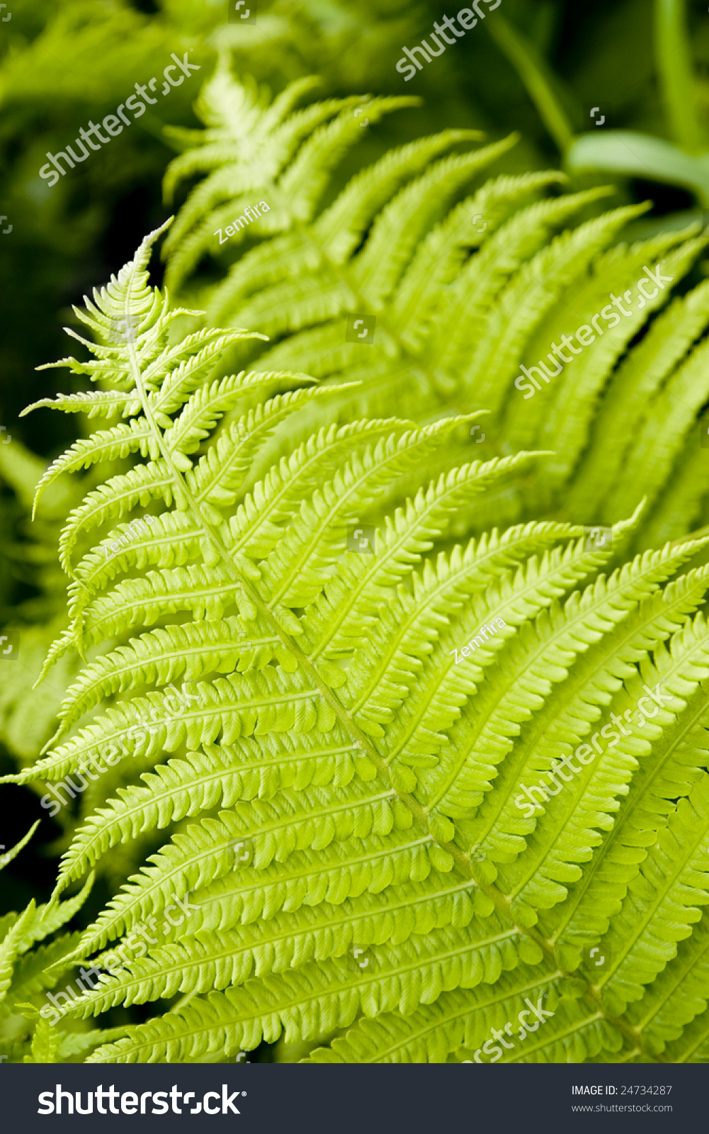 Two Fern Leaves, Focus On Leaf On Foreground. Stock Photo 24734287 ...