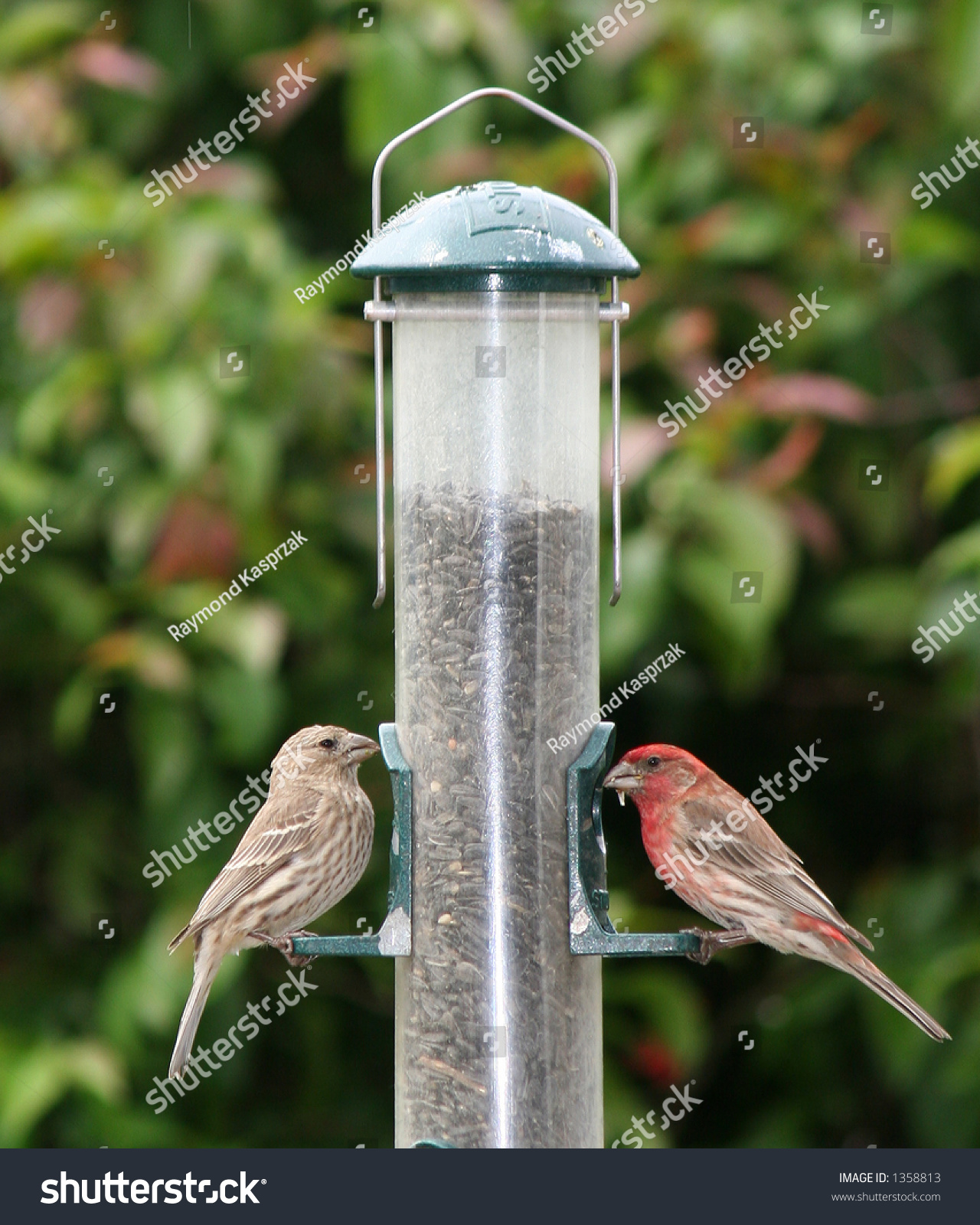 Two Finches Feeding Bird Feeder Backyard Stock Photo Edit Now 1358813