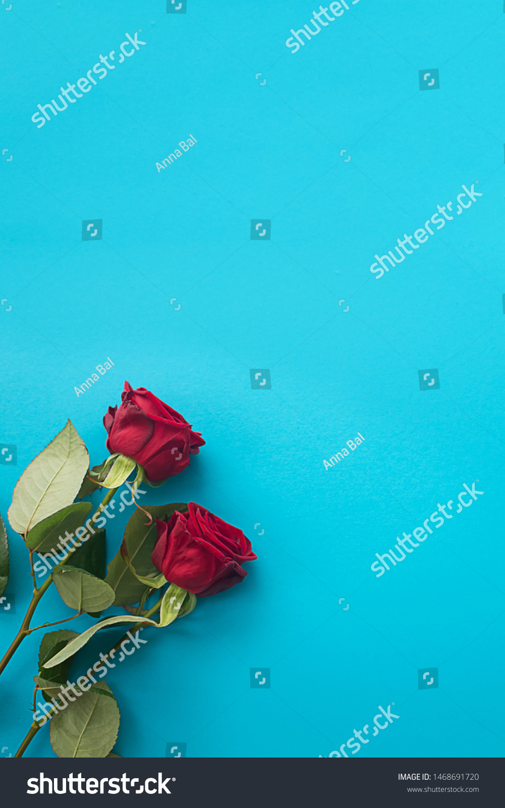 Two Fresh Bright Red Roses On Stock Photo 1468691720 | Shutterstock