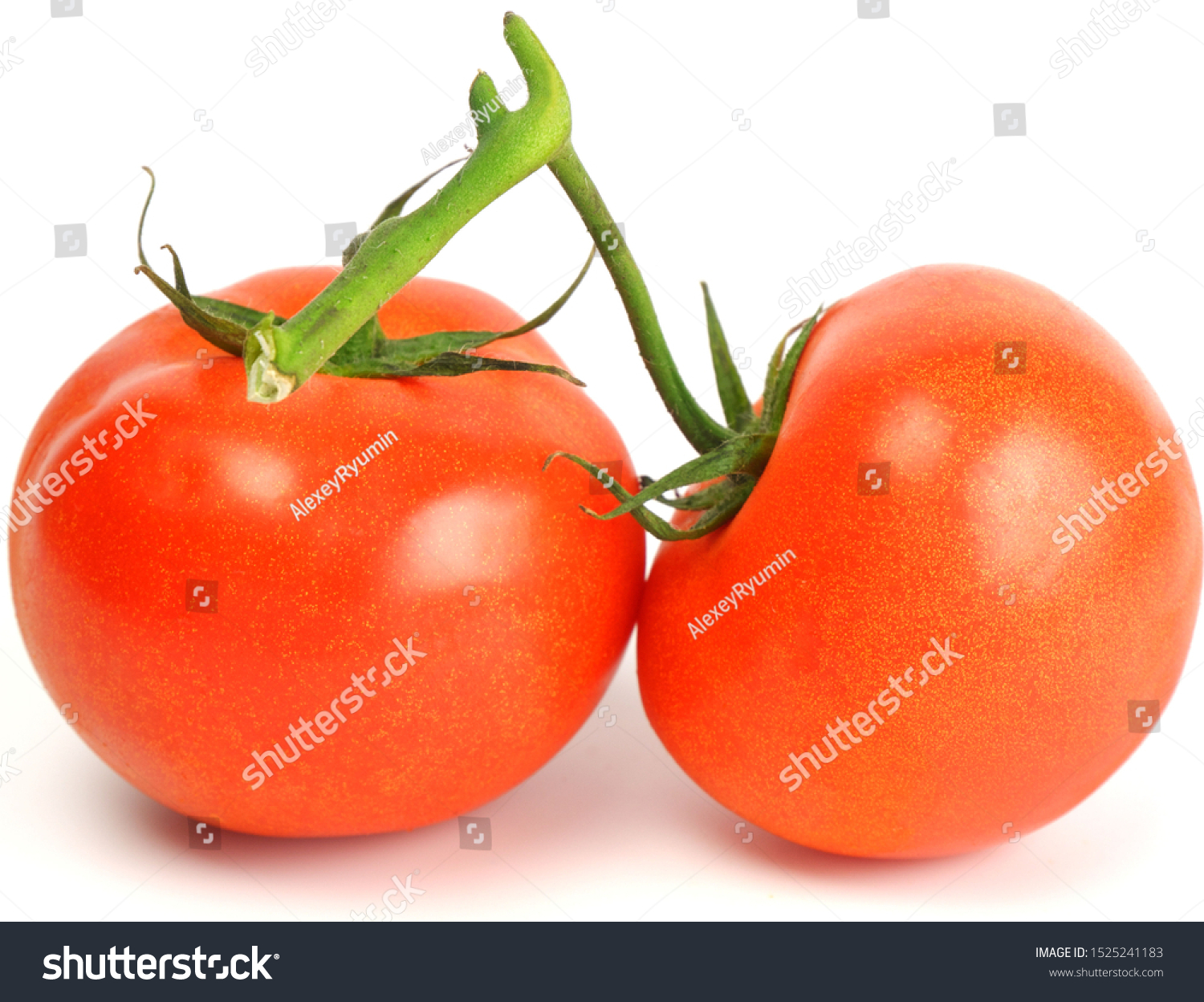 Two fresh juicy red bunch tomatoes on white background