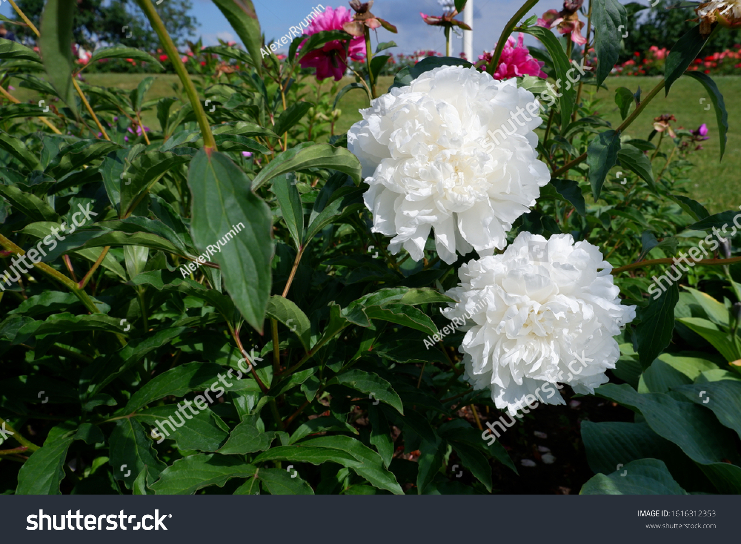 Two fresh white flowering peonies on a bush closeup view