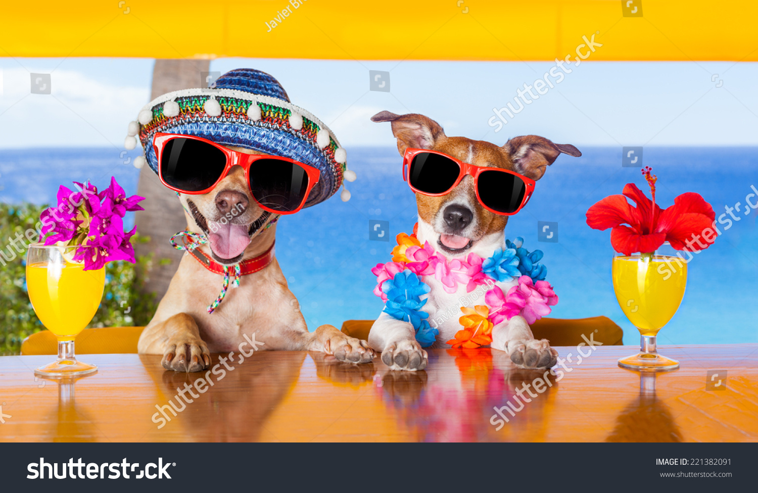 Two Funny Dogs Drinking Cocktails At The Bar In A Beach Club Party With ...