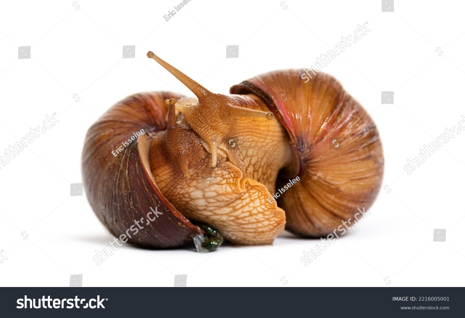  Red Classic  Template Design Featuring Two Giant African Land Snail Mating