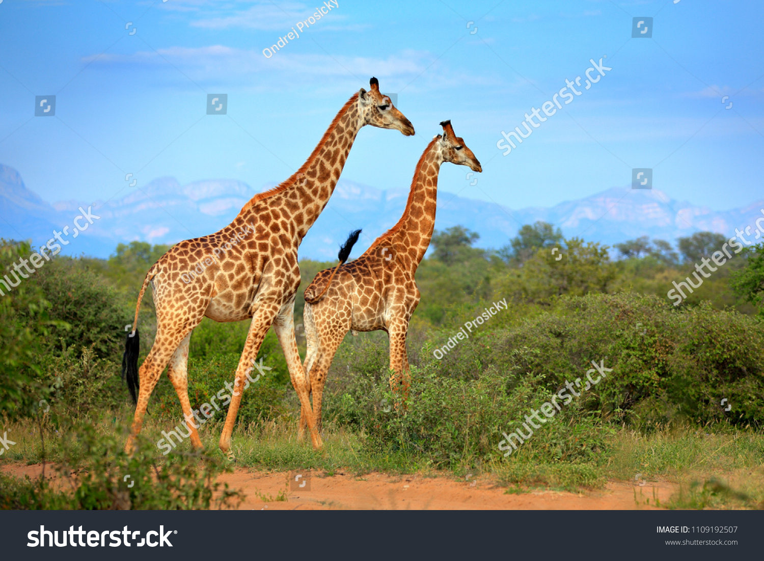 森の近くに2頭のキリン 背景にドラケンスベルク山 大きな動物と緑の植物 自然の野生生物のシーン 南アフリカの夕暮れ灯 ツクドゥ の写真素材 今すぐ編集