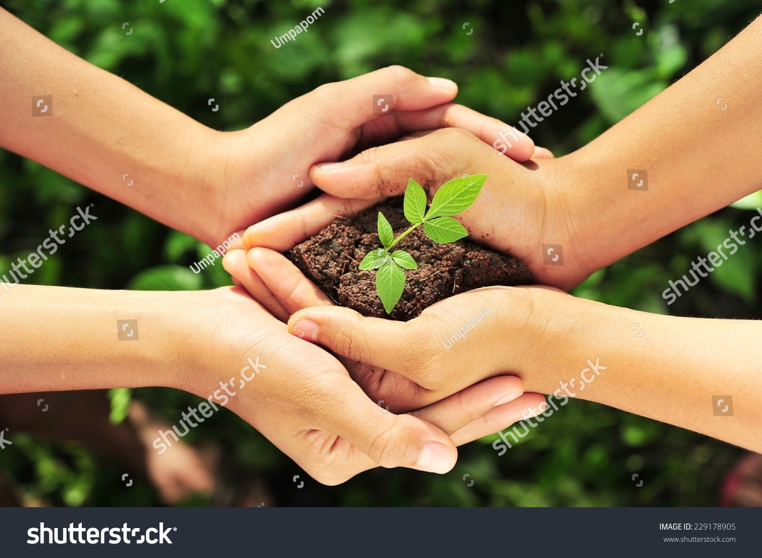 Two Hands Holding Together Young Of A Tree. Stock Photo 229178905 ...