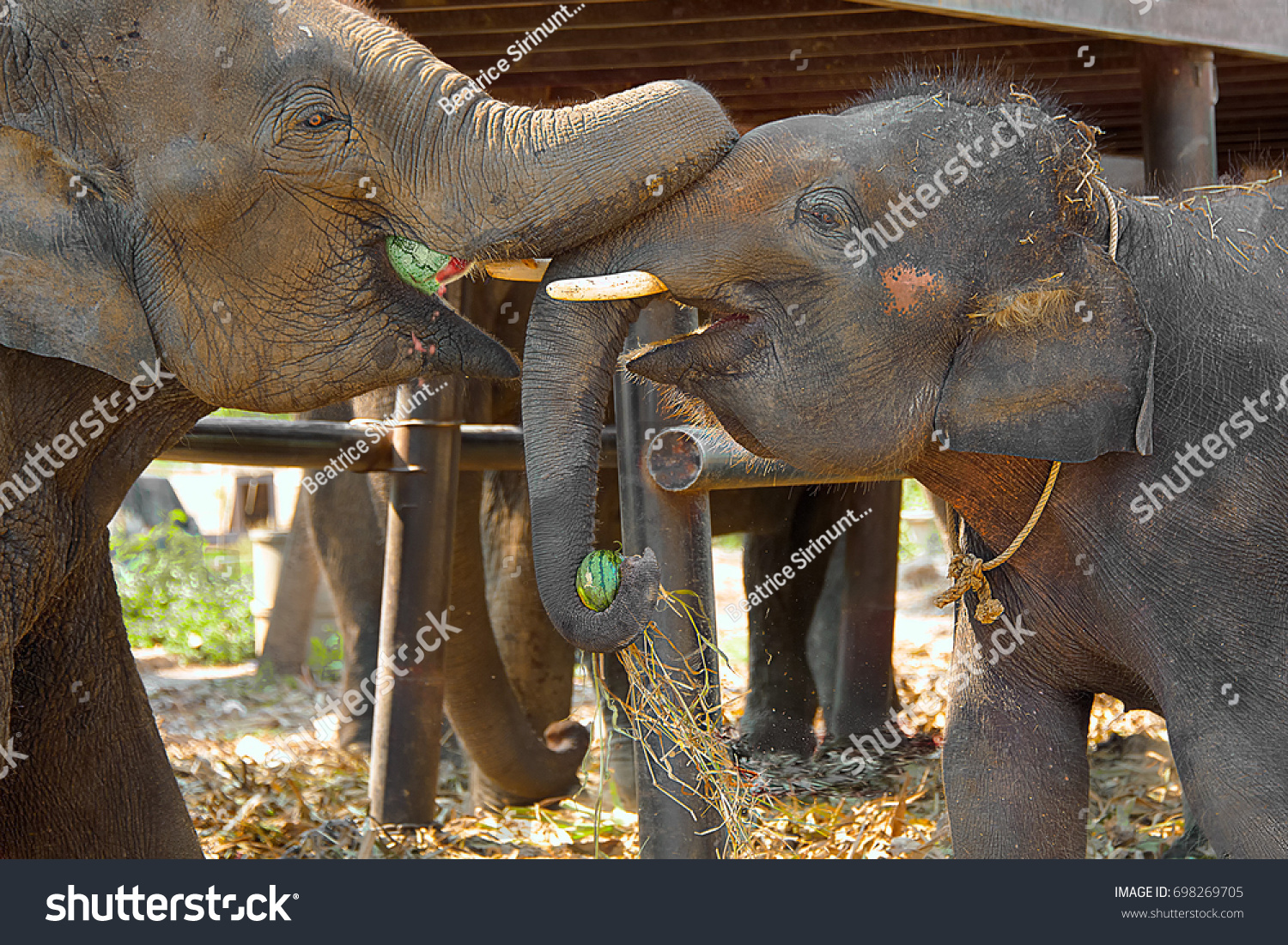 41 Elephant eating watermelon Images, Stock Photos & Vectors | Shutterstock