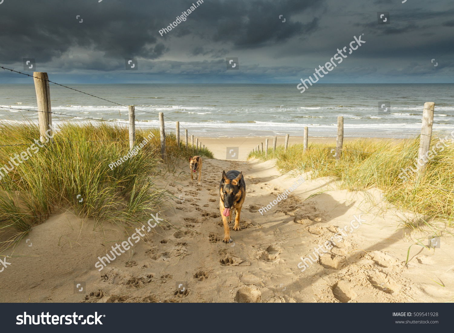puppy heaving two heaving tired dogs german shepherd stock photo 509541928 puppy heaving two heaving tired dogs german shepherd stock photo 509541928