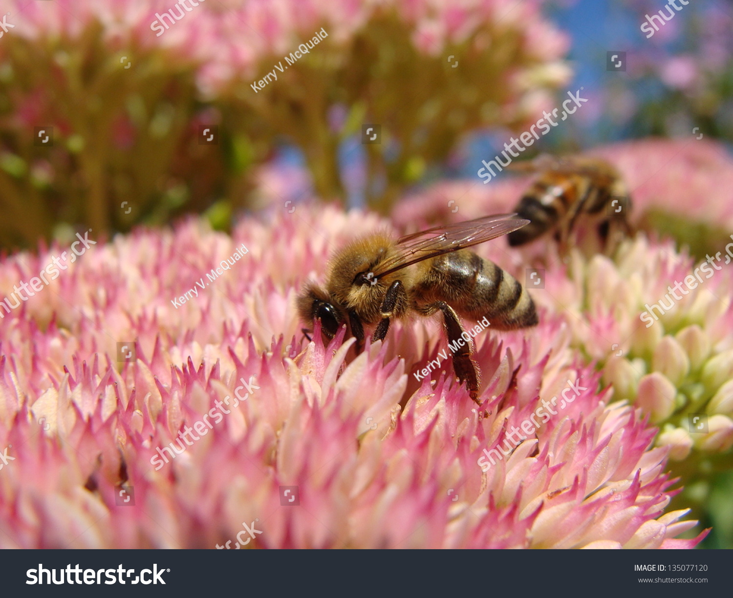 Two Honey Bees Pollinating Sedum Flower Stock Photo (Edit Now) 135077120