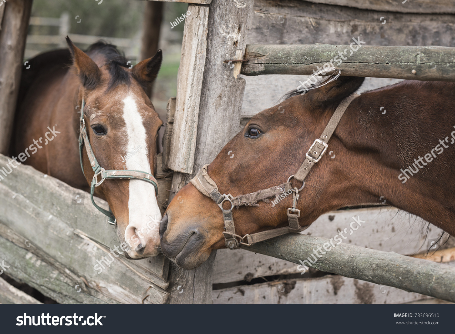 Two Horses Kissing Stock Photo Edit Now 733696510