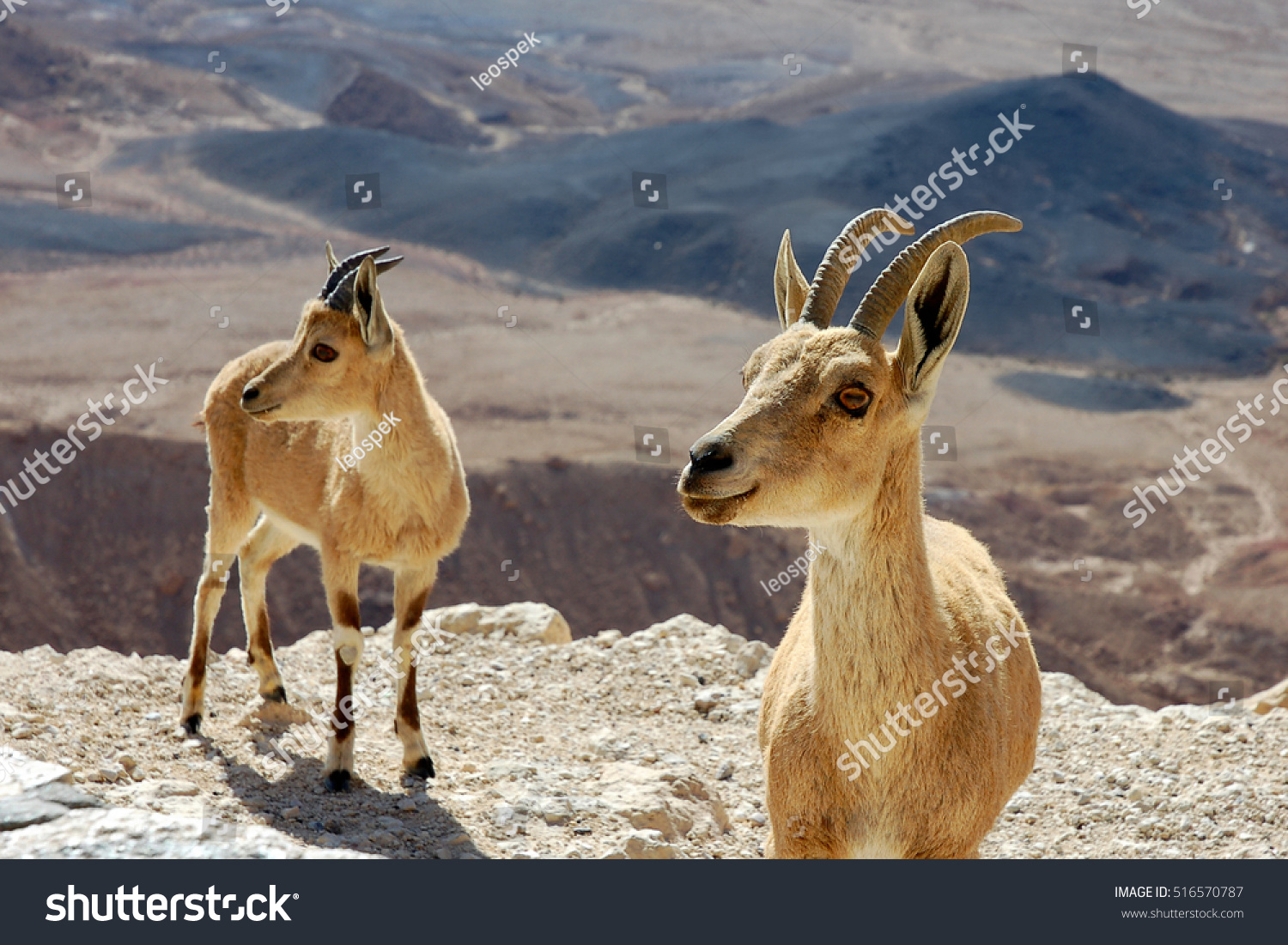 イスラエル ネゲフ砂漠のラモン クレーターの崖っぷちに2本のアイベックス の写真素材 今すぐ編集
