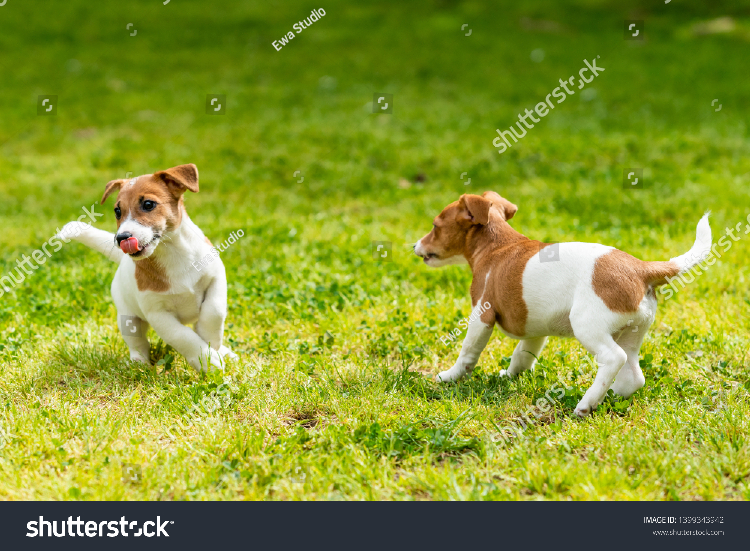 Two Jack Russell Terriers Playing Two Stock Photo Edit Now