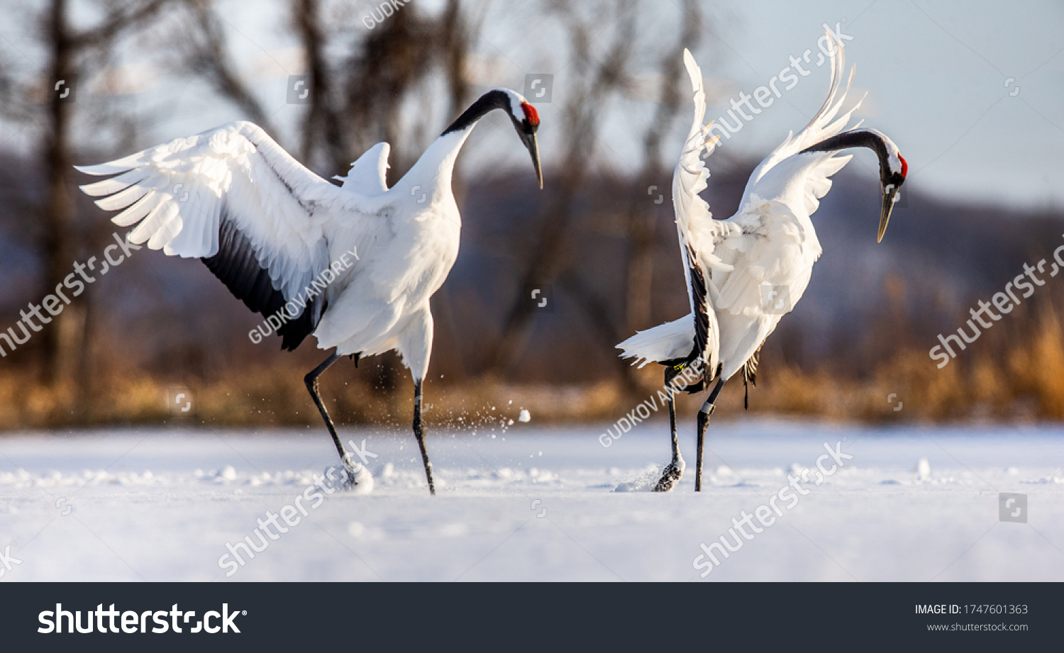 Two Japanese Cranes Dancing On Snow Stock Photo 1747601363 | Shutterstock