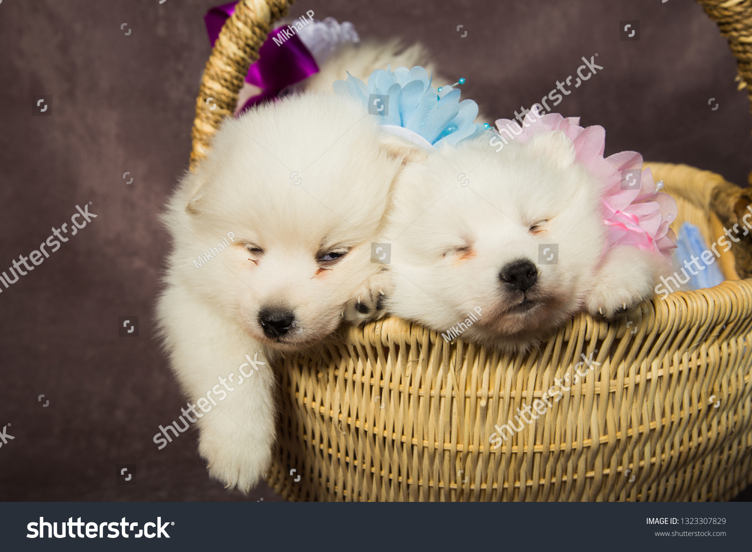 Two Japanese Spitz Puppies Sleeping Basket Stock Photo Edit Now