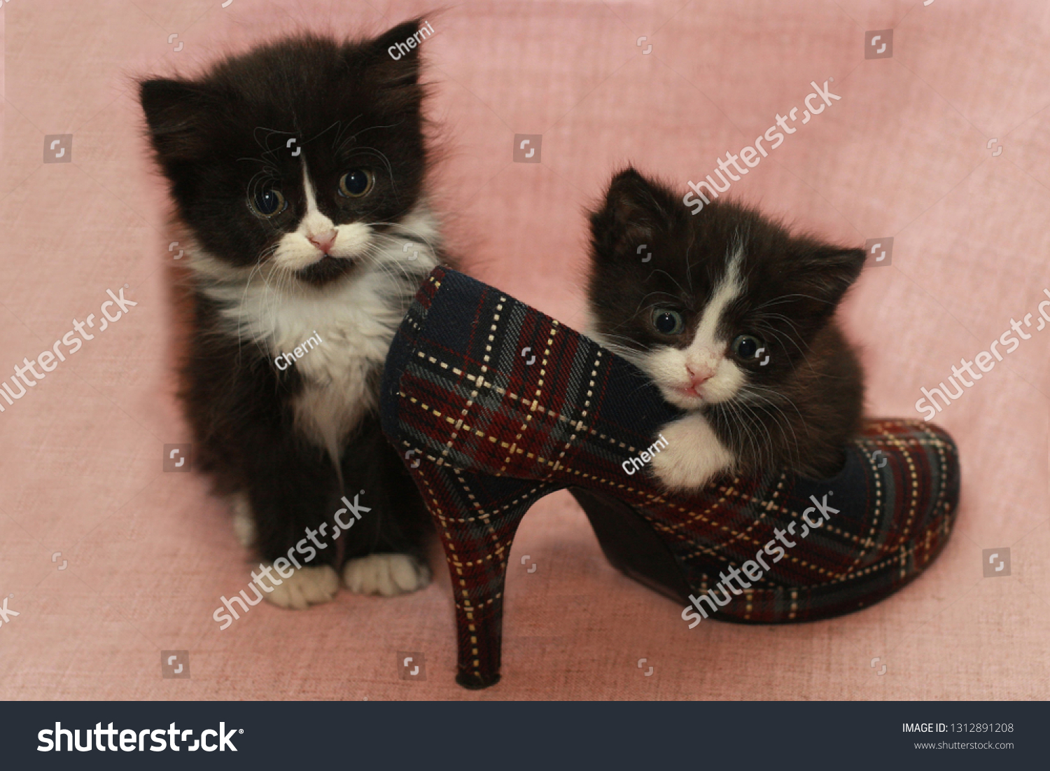 kittens shoe