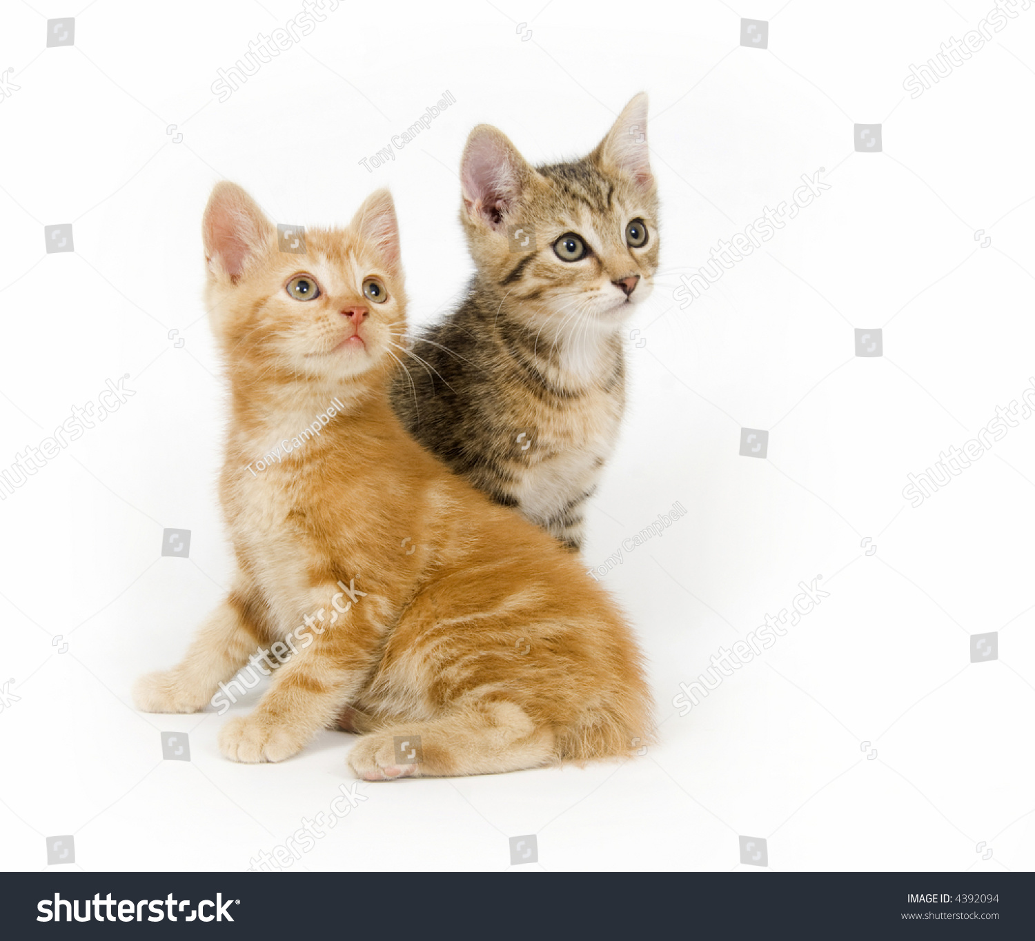 Two Kittens Look Right On White Stock Photo 4392094 Shutterstock