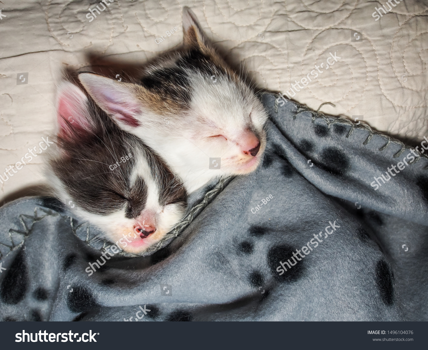 Two Kittens Sleeping Tucked Blanket Their Stock Photo Edit Now 1496104076