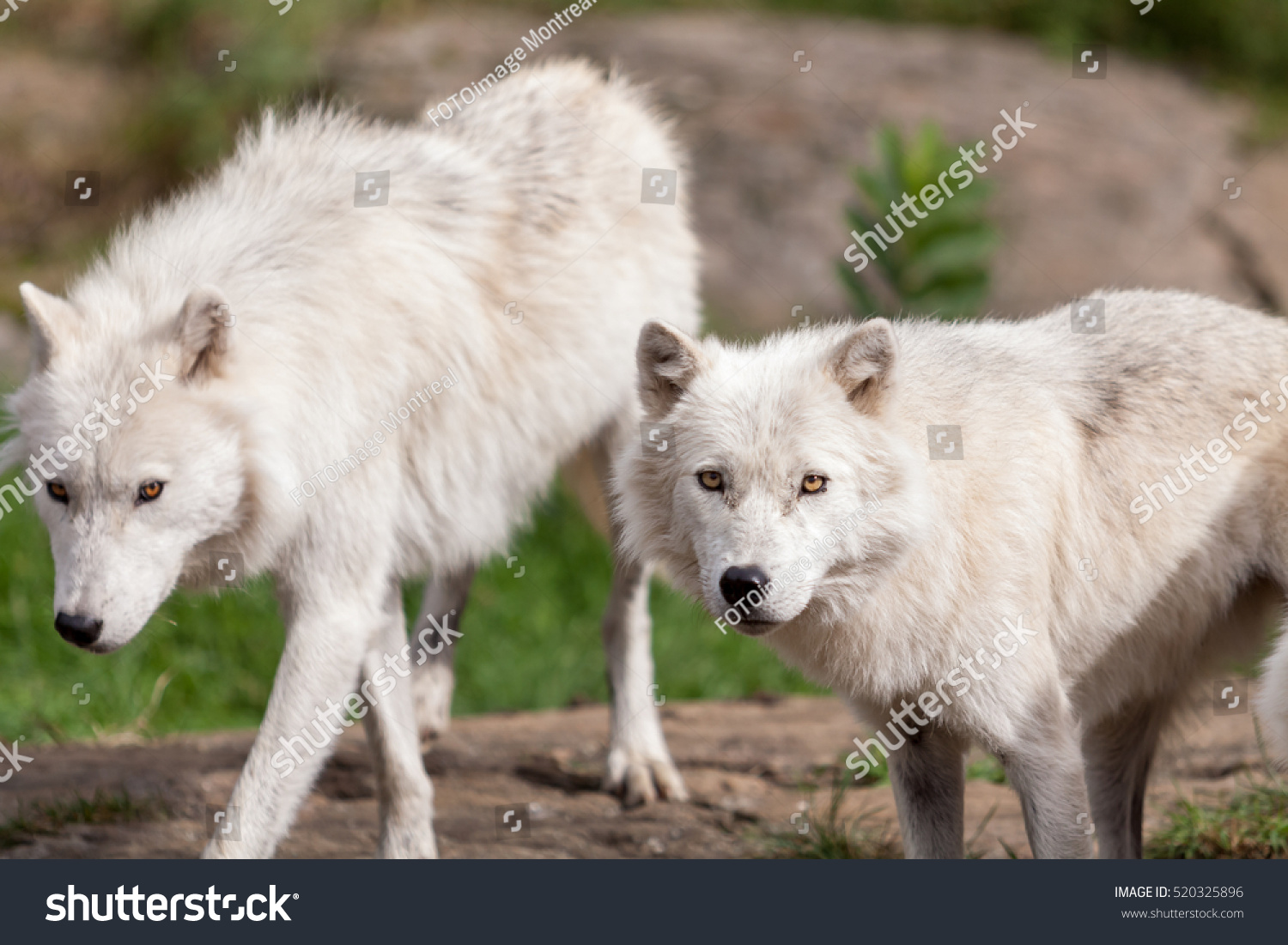 Two Large Adults Arctic Wolves Summer Stock Photo 520325896 | Shutterstock
