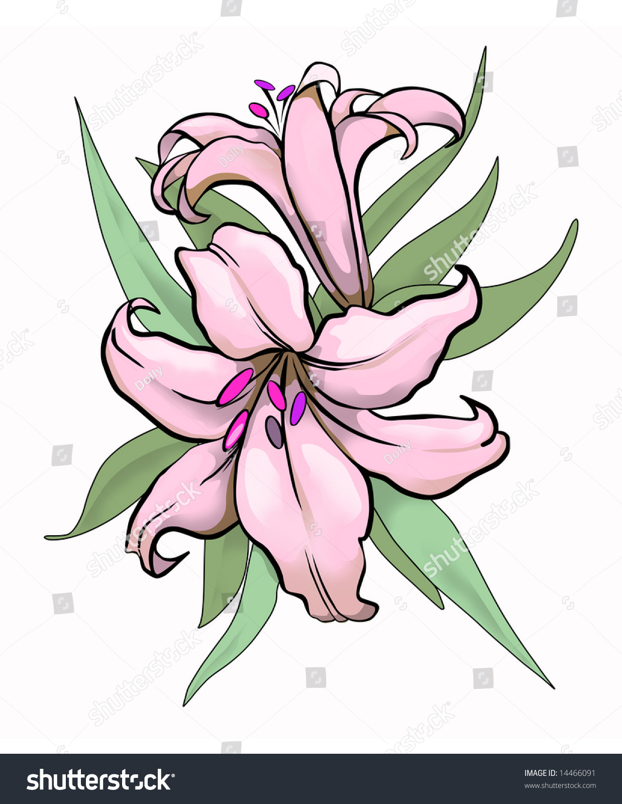 Two Lilies Illustration - 14466091 : Shutterstock