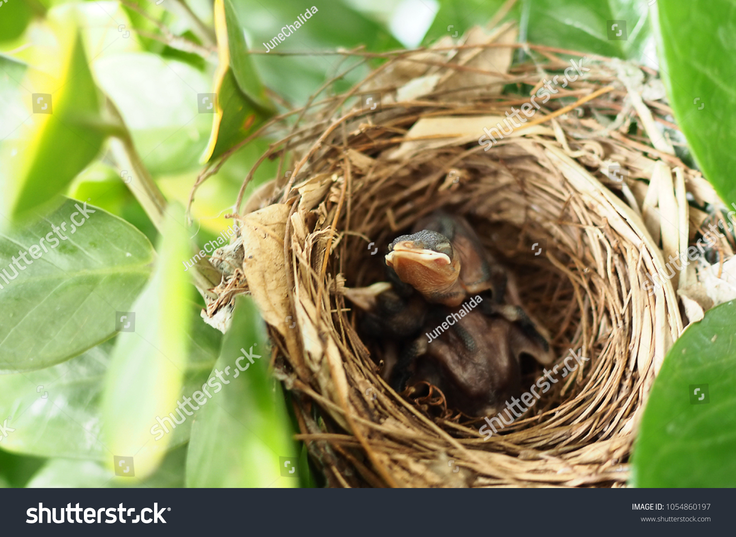 Two Little Birds Live Nest Made Stock Photo Edit Now 1054860197