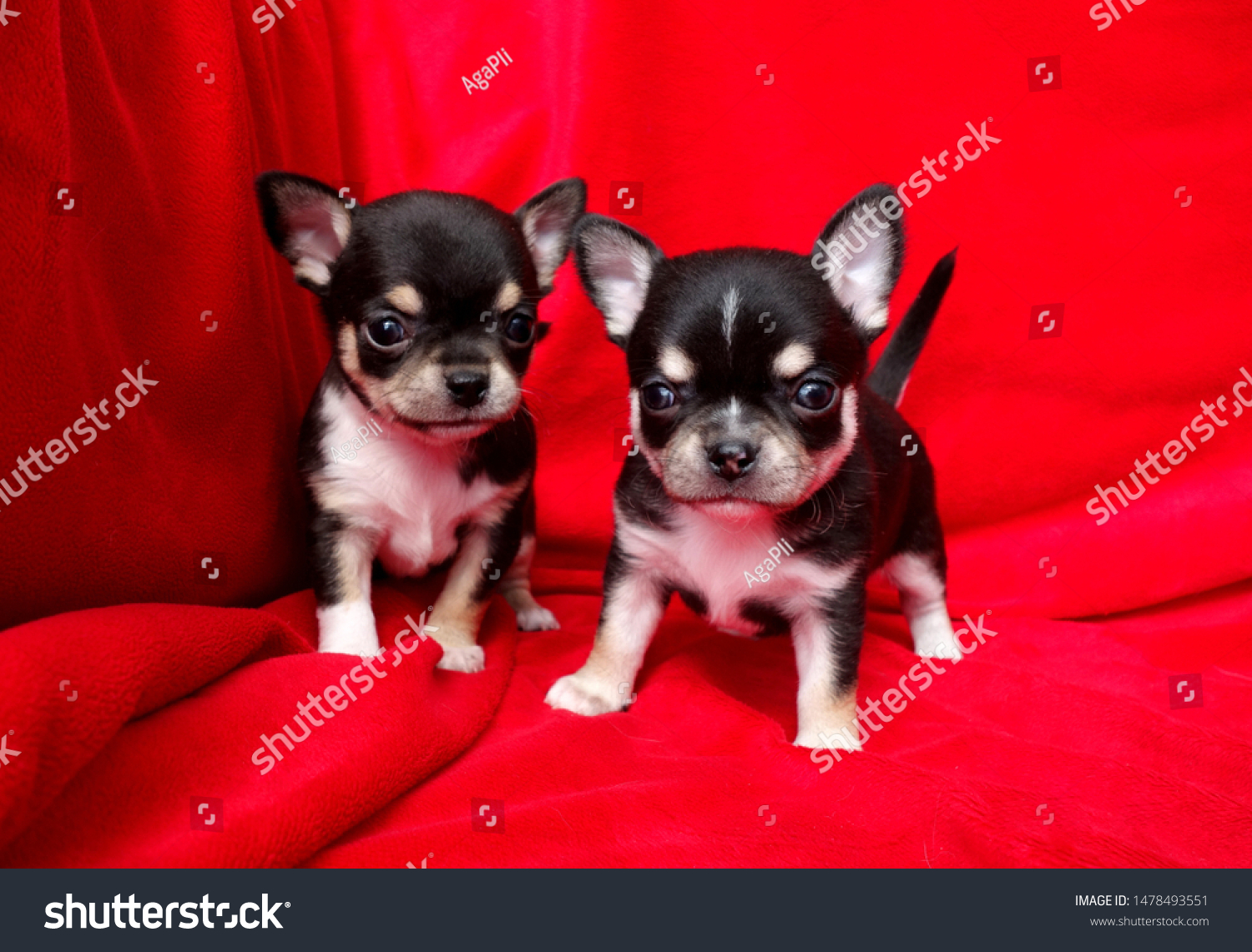 can two short haired chihuahuas have long haired puppies