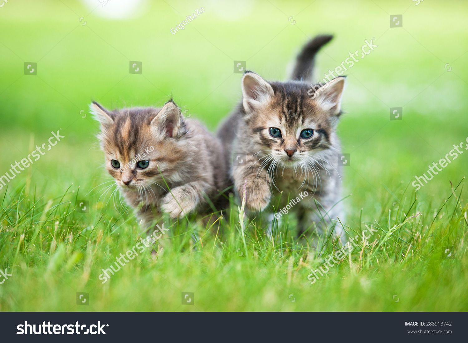 Two Little Tabby Kittens Walking Outdoors Stock Photo 288913742 ...