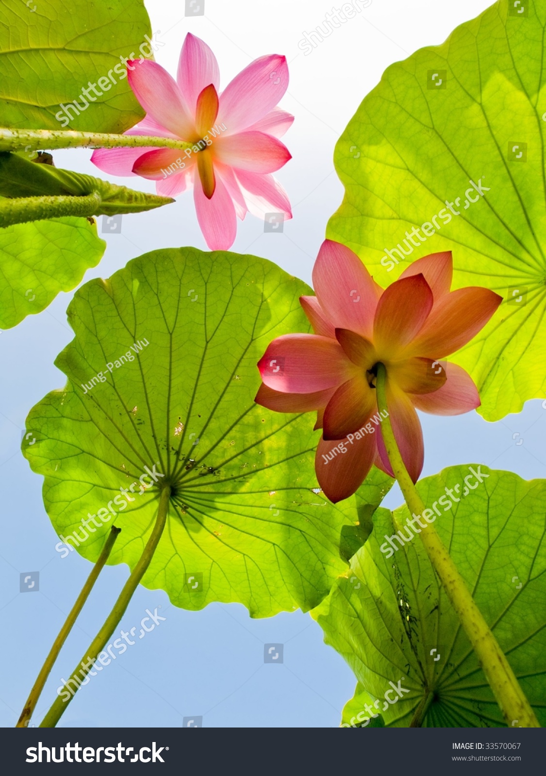 lotus flower charleston new best image flower of 2018