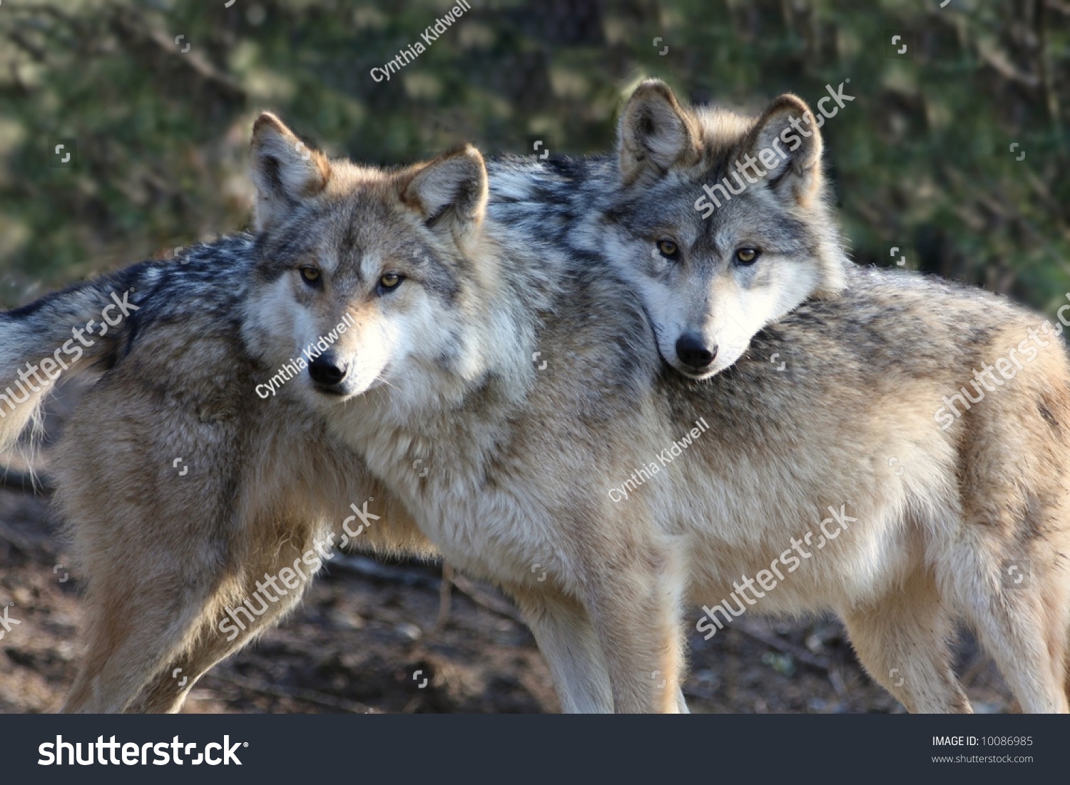 Two Loving Wolves Stock Photo 10086985 : Shutterstock