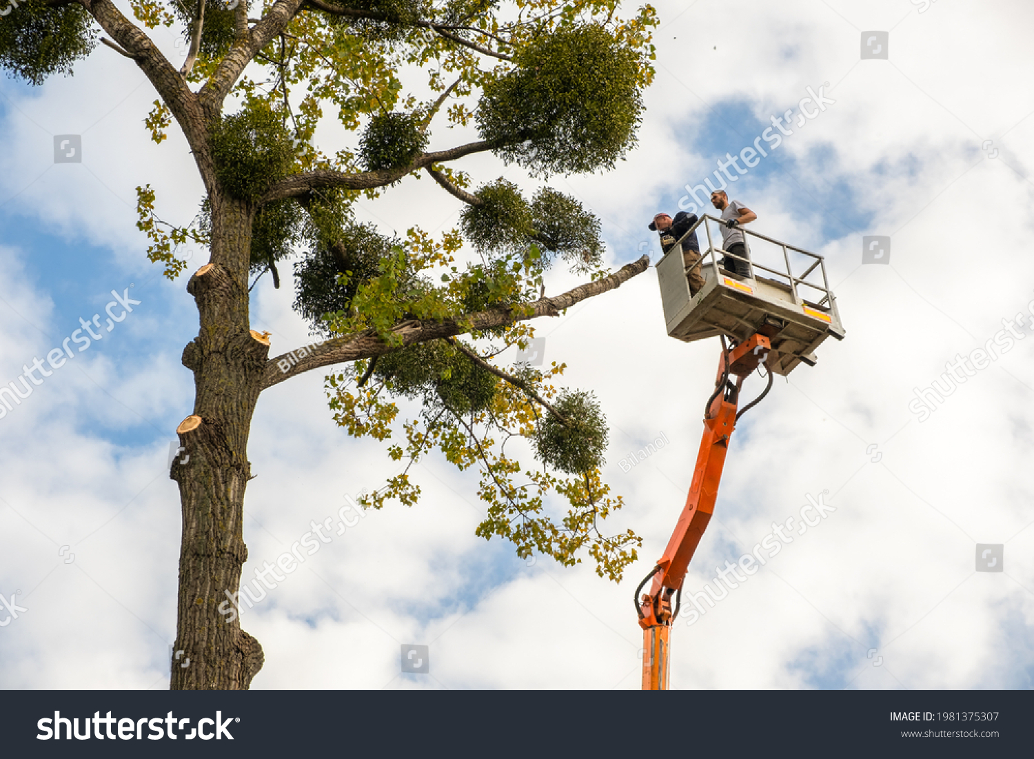 1,649 Bucket truck tree Images, Stock Photos & Vectors | Shutterstock