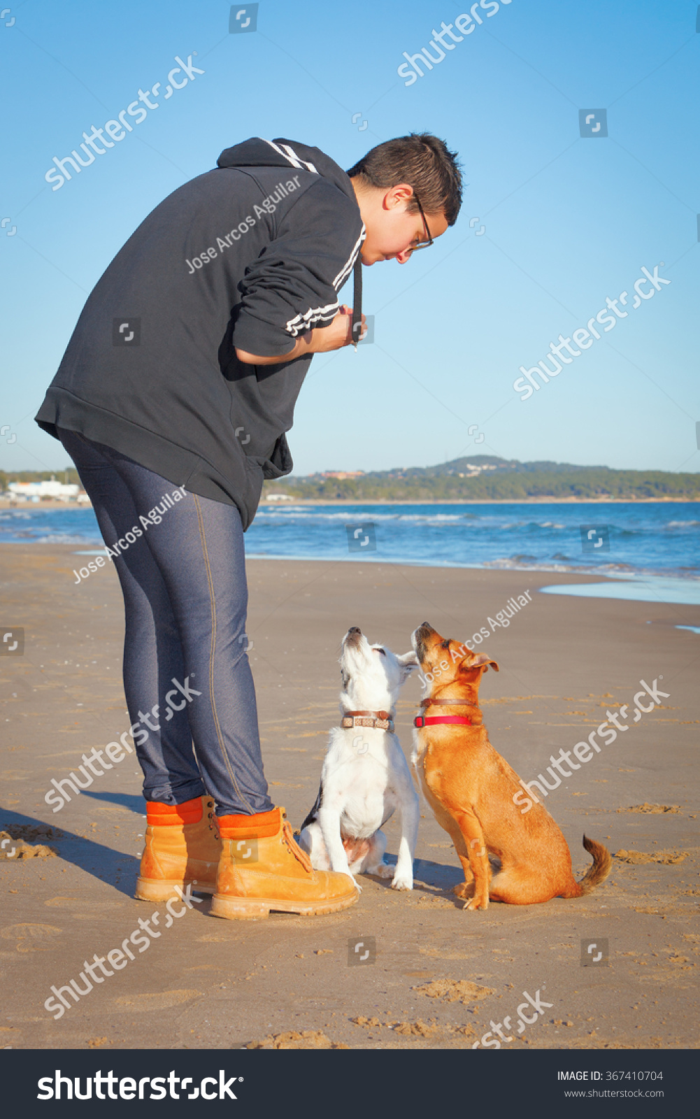 Two Mixed Mongrel Dogs Short Hair Stock Photo Edit Now 367410704