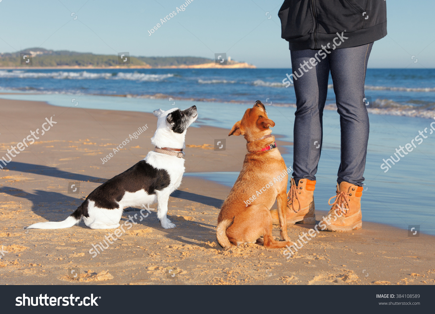 Two Mixed Mongrel Dogs Short Hair Stock Photo Edit Now 384108589