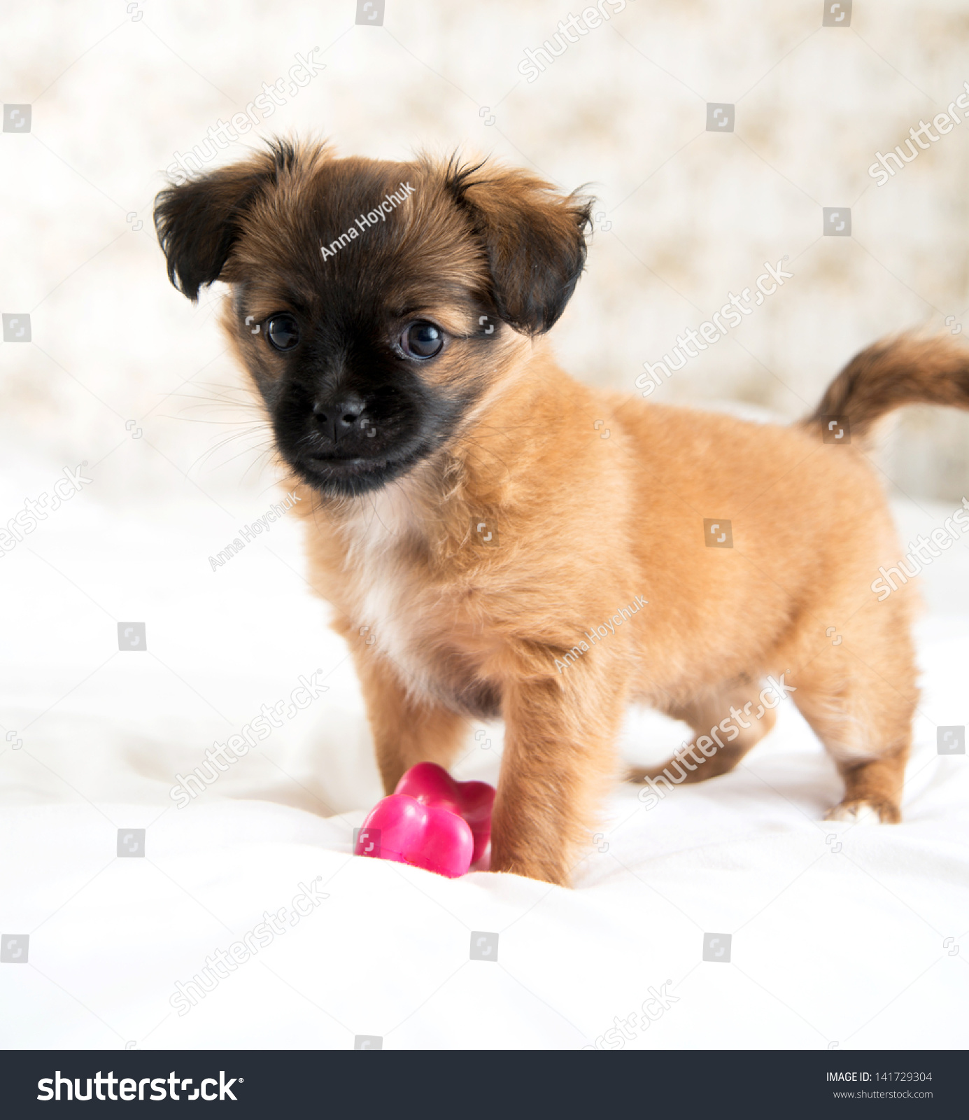 Two Month Old Pekingese Chihuahua Mix Stock Photo Edit Now 141729304