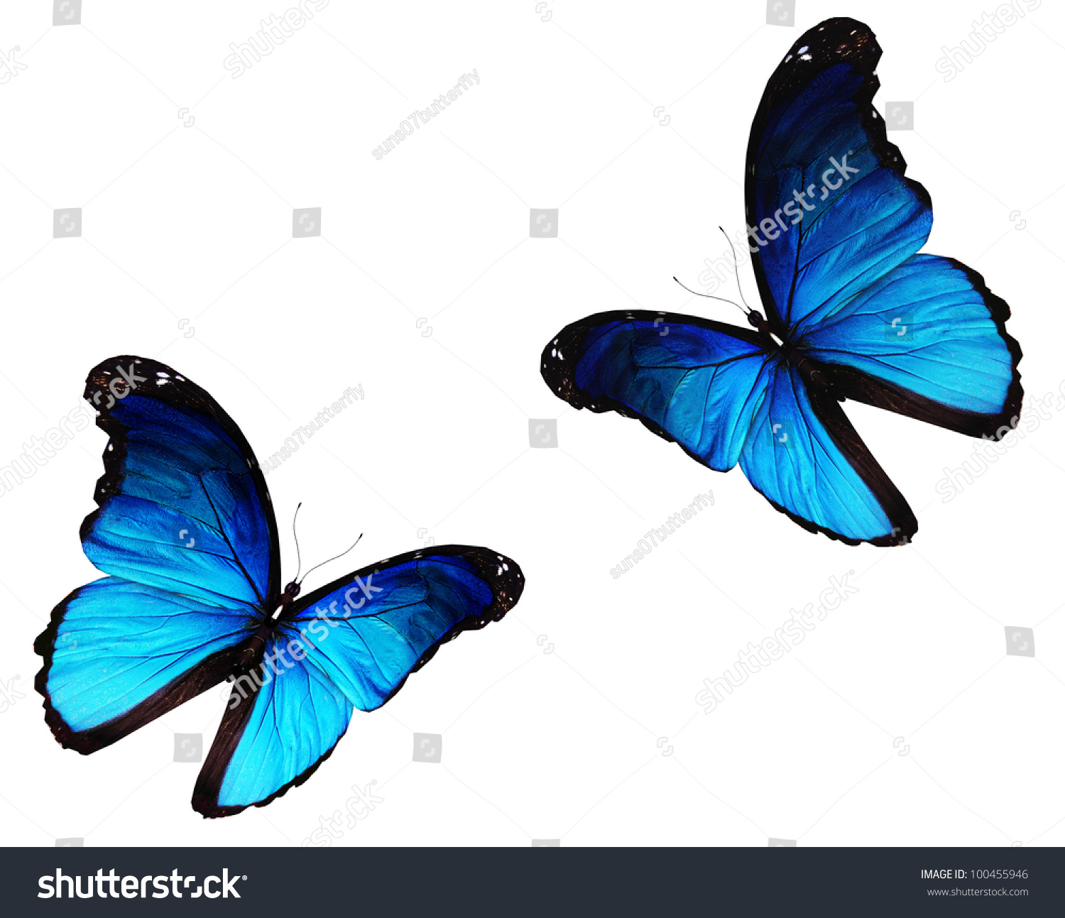 Two Morpho Blue Butterflies Flying Isolated Stock Illustration ...