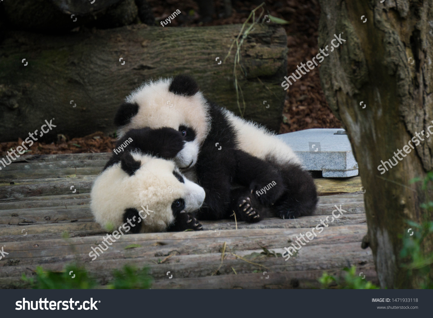 Two Panda Cubs Cuddling Each Other Stock Photo Edit Now